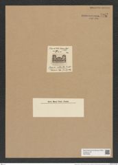 Porpeia robusta Tr. et Witt. (de-Toni-Nr.: Genus 129, Species 3575) Zeichnungen Sammlung Grunow Nr. 7062 (NHMW-BOT-W0376008)
